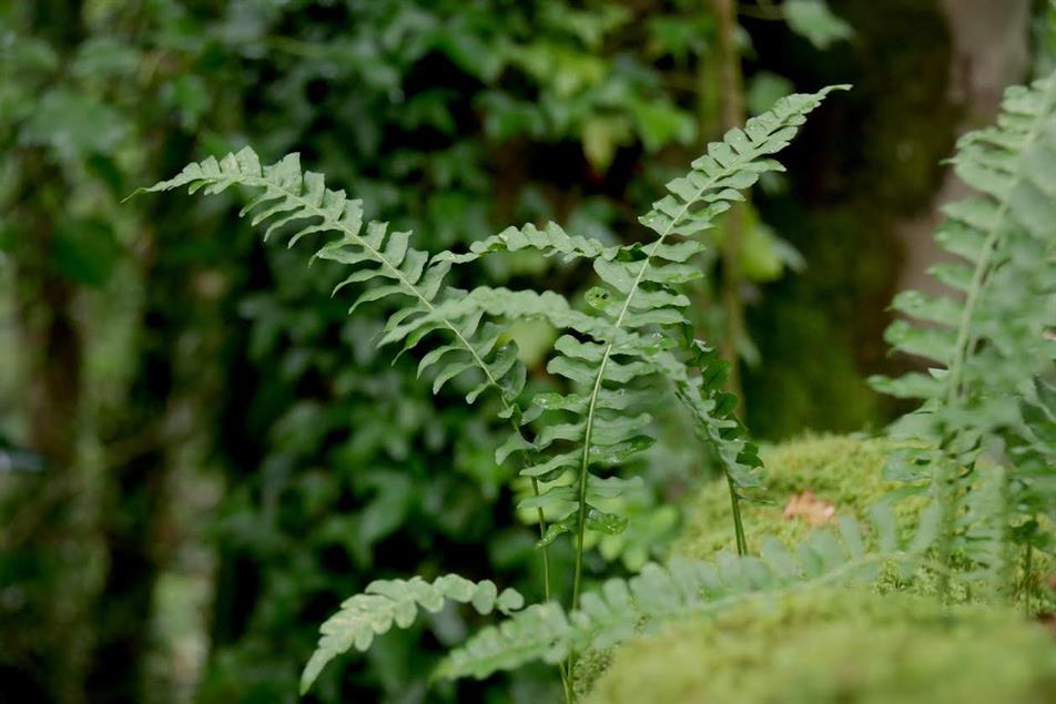 Polypodium interjectum Treborth credit Ruth Yap